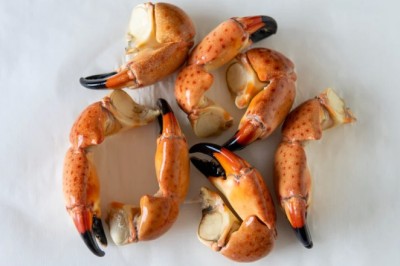 Premium Stone Crab: What Makes Florida Claws Worth Every Penny?