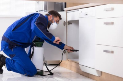 Termite Control Services in Lahore for Long-Lasting Protection