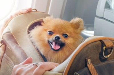 Best Dog Carrier for Dogs – Comfort & Safety for Your Pet