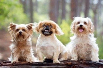 Popular Dog Breeds in India You Can Adopt