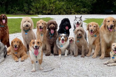 Safe Ways to Buy Dog Online in Lucknow with Trusted Sellers