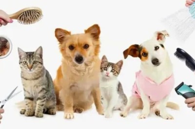 Slow Feeder Bowl: The Smarter Way to Feed Your Pets for Better Health