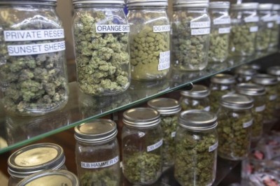 7 Powerful Girl Scout Cookie Weed Secrets Revealed: The Complete Cannabis Guide