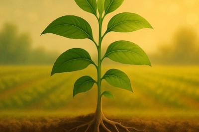 Calculate Your ROI: Is Your Sprayer Saving or Wasting Your Time?