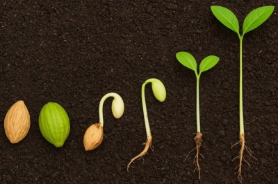 Growing Haritaki from Seeds: Why Terminalia Chebula Is Perfect for Indian Soil