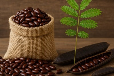 Everything an Agri Professional Needs to Know About Samanea Saman Seeds