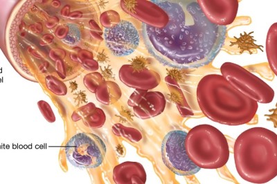 Natural Ways to Support Healthy White Blood Cell Function