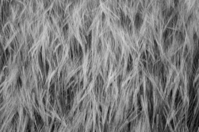 Why White Cotton Curtains Are a Smart and Stylish Choice for Every Room in Your Home