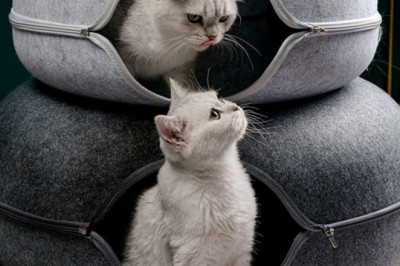 10 Reasons a Tunnel Bed for Cats Is the Coziest Trend of 2026