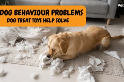 10 Dog Behaviour Problems That Dog Treat Toys Help Solve