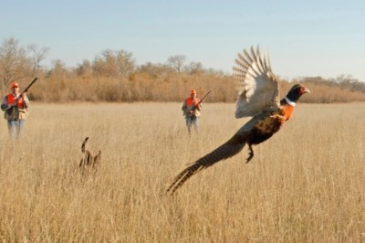 DIY Pheasant Hunting in Iowa: How to Scout, Track & Flush Birds