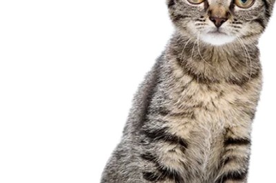 Bengal Kitten Buy Tips for New Owners