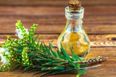 Global Tea Tree Oil Market Analysis, Trends, and Growth Forecast 2026