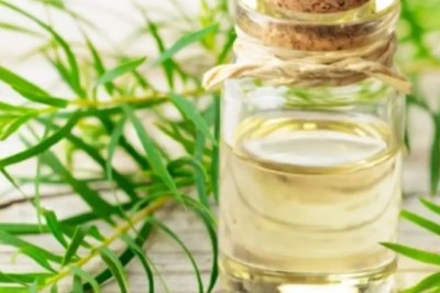 Tea Tree Oil Bulk Suppliers: Ensuring Quality, Purity, and Reliable Wholesale Supply