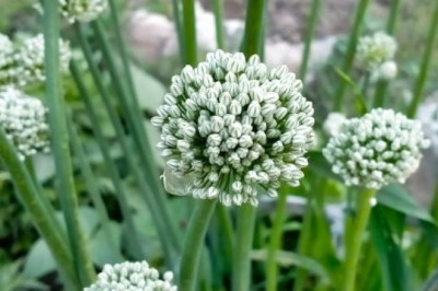 Onion Seed Market Demand, Supply Trends, and Growth Outlook