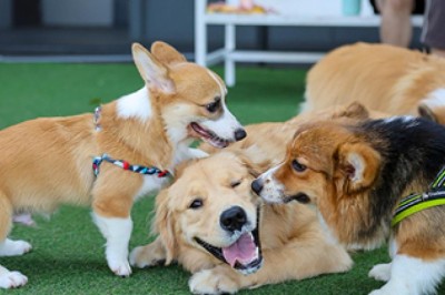 How doggy day care Gives Pet Owners Peace of Mind