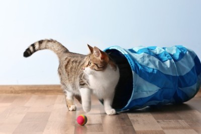 Signs Your Pet is Thriving in Day Care