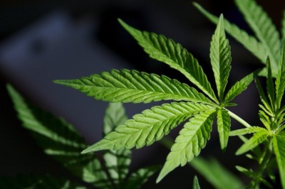 CBD Hemp Flower: How to Choose Quality Products