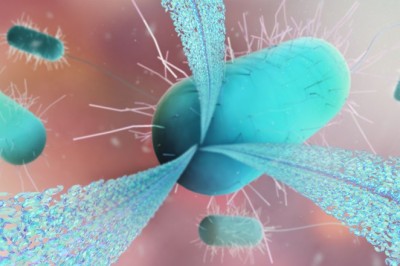 Peptide Antibiotics Market Size and Forecast 2025–2033