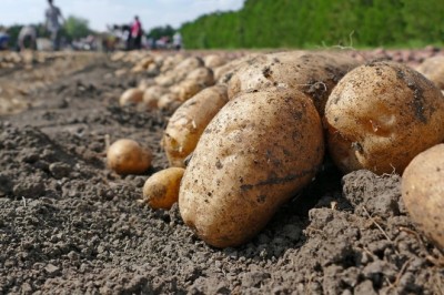 How to Use Potato Seed Treatment Products for Disease-Free Crops
