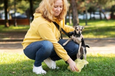 Is Dog Waste Taking Over Your Surprise Backyard? Here's What Smart Homeowners Are Doing