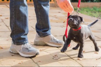 Beyond the Chaos: Navigating New Puppy Training in Providence