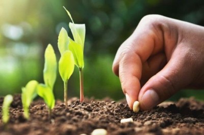 Seed Science and Technology: The Foundation of Sustainable Agriculture in India